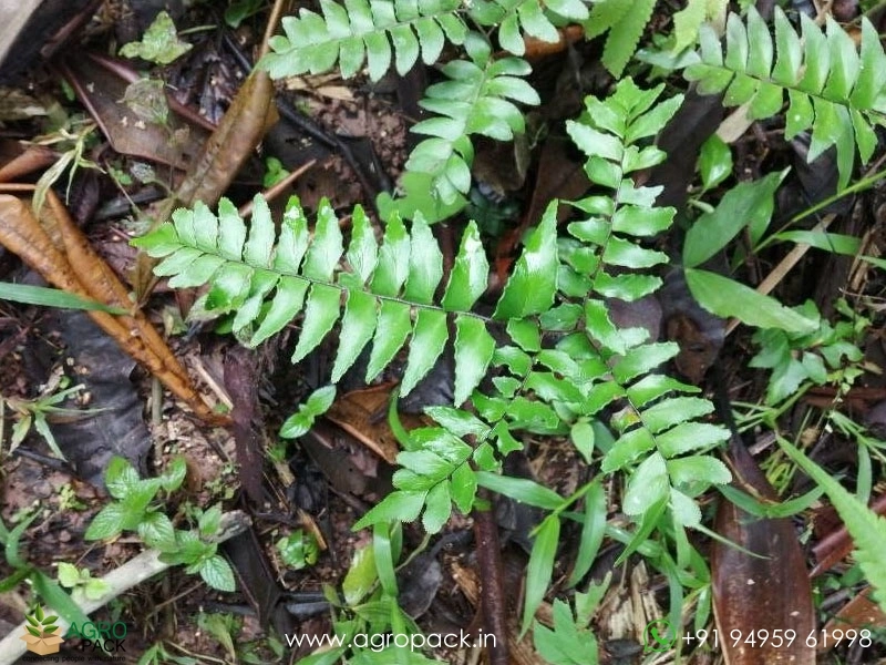Broadleaf-Maiden-Hair-Fern6