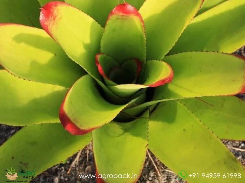 Bromeliad-Neoregelia-Johannis3