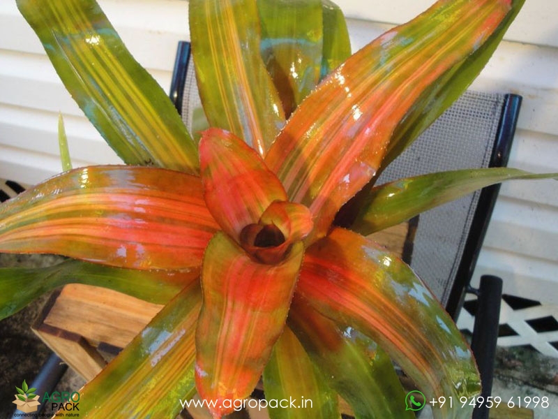 Bromeliad-Neoregelia-Orange-Crush1