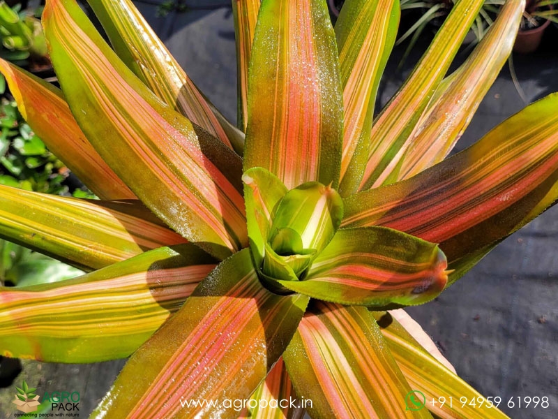 Bromeliad-Neoregelia-Orange-Crush2