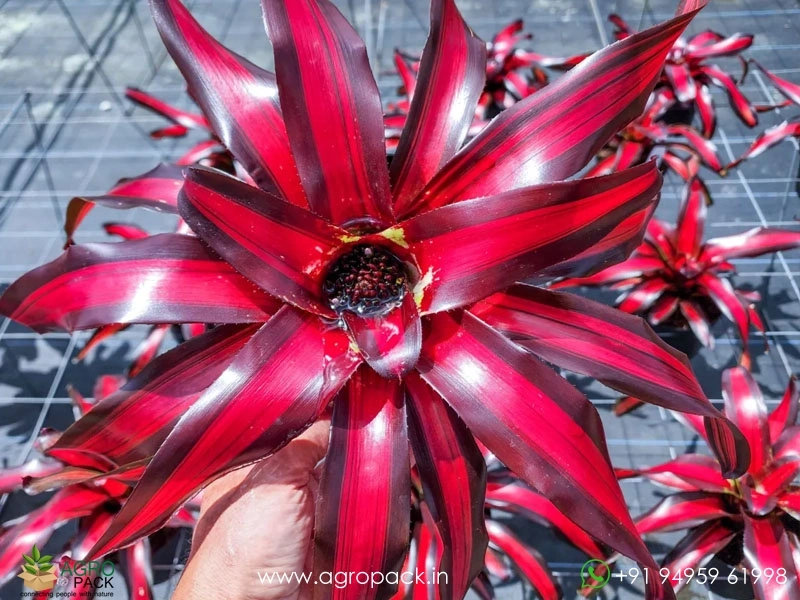 Bromeliad-Pimienta1