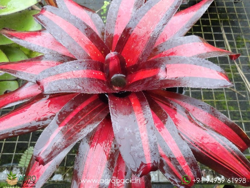 Bromeliad-Pimienta4
