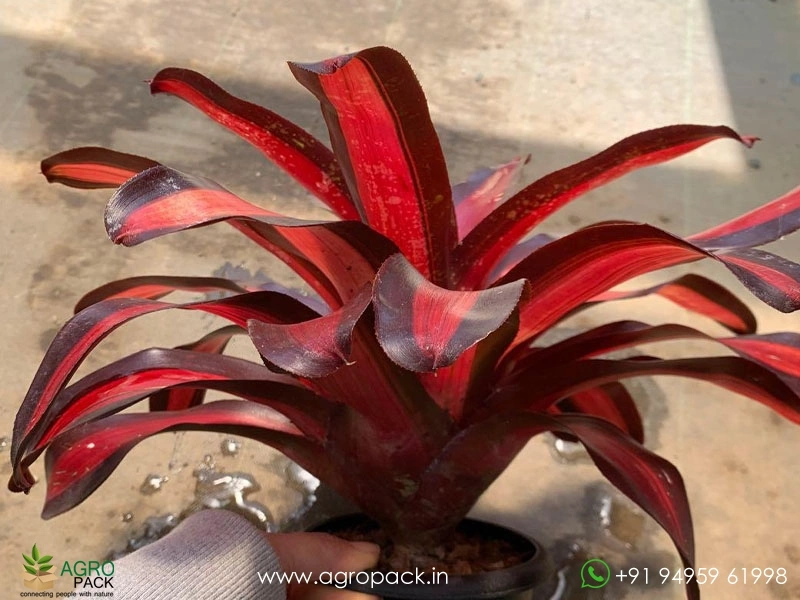 Bromeliad-Pimienta5