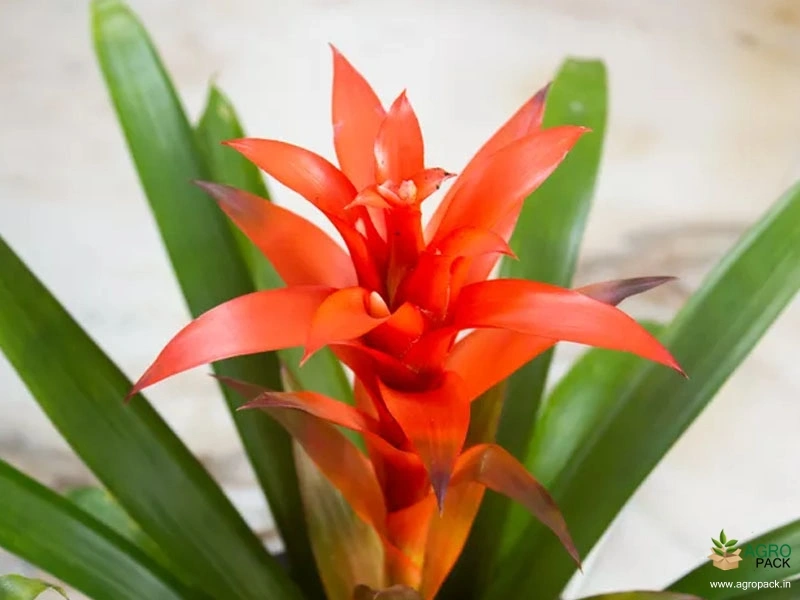 Bromeliad-Plant5