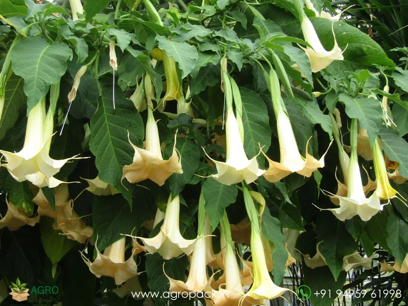 Brugmansia-suaveolens--Angel-Trumpet4
