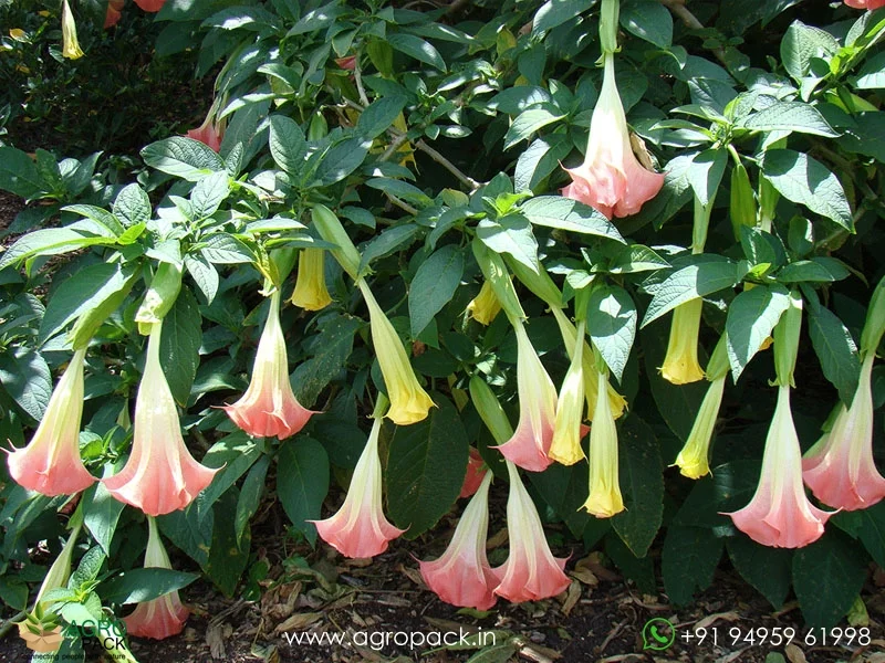 Brugmansia-suaveolens--Angel-Trumpet5