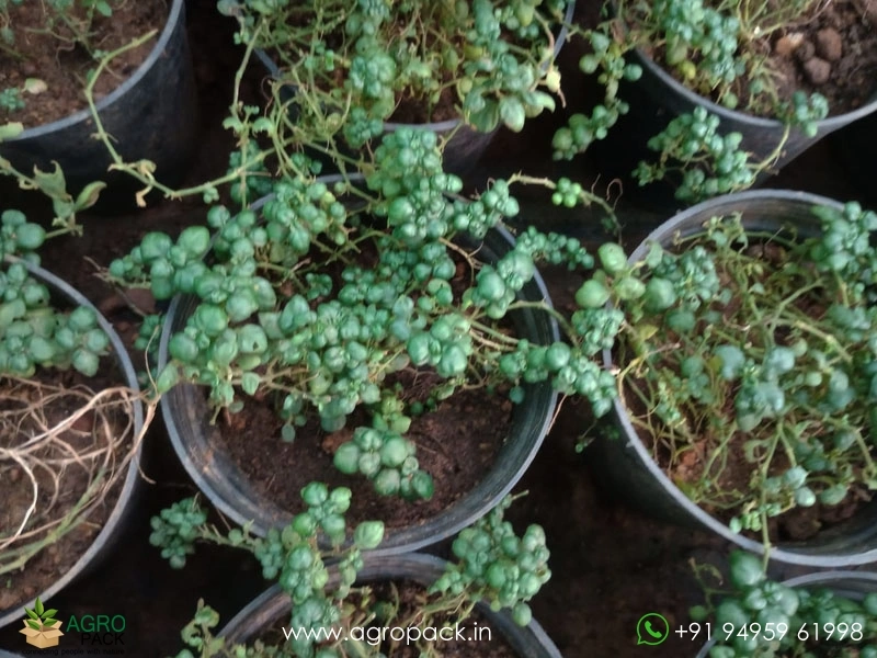 Bubble-Plant1