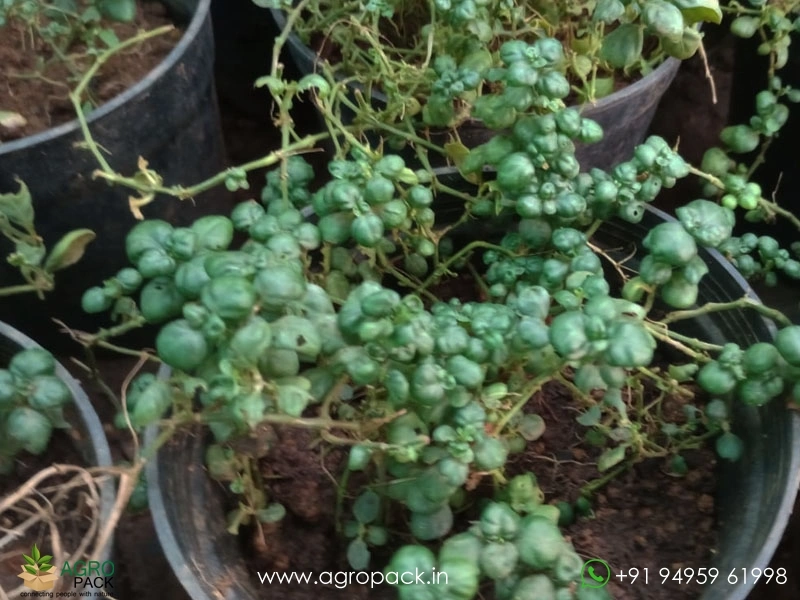 Bubble-Plant2