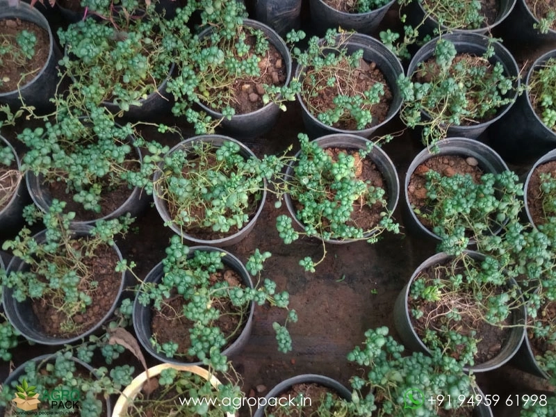 Bubble-Plant3