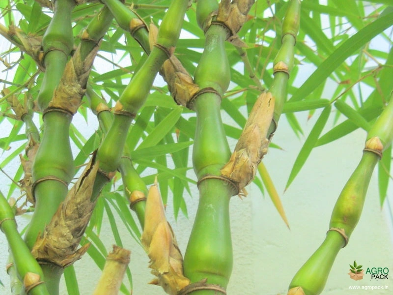 Buddha-Bamboo5