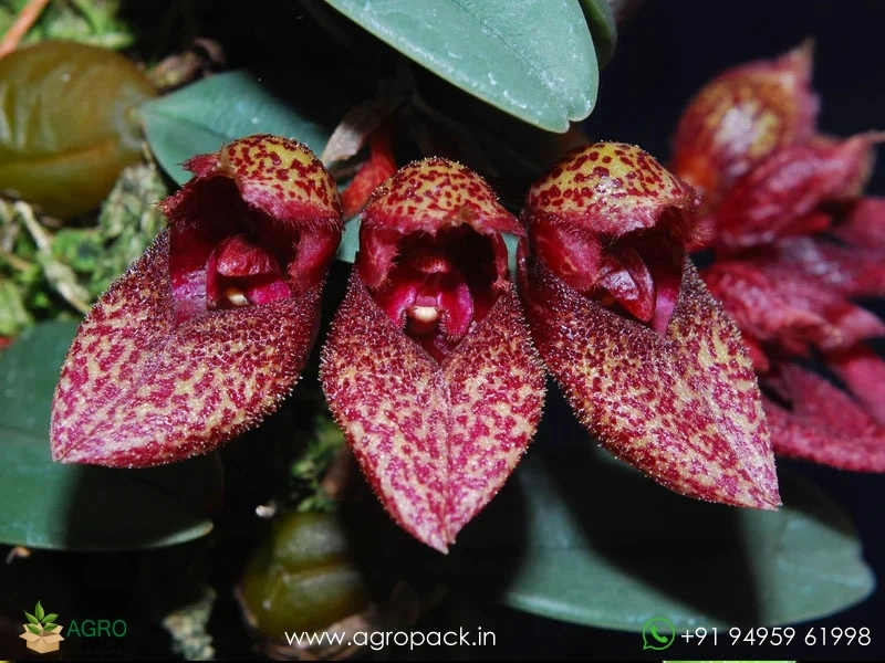 Bulbophyllum-bootanoides-Frostii-Orchid1