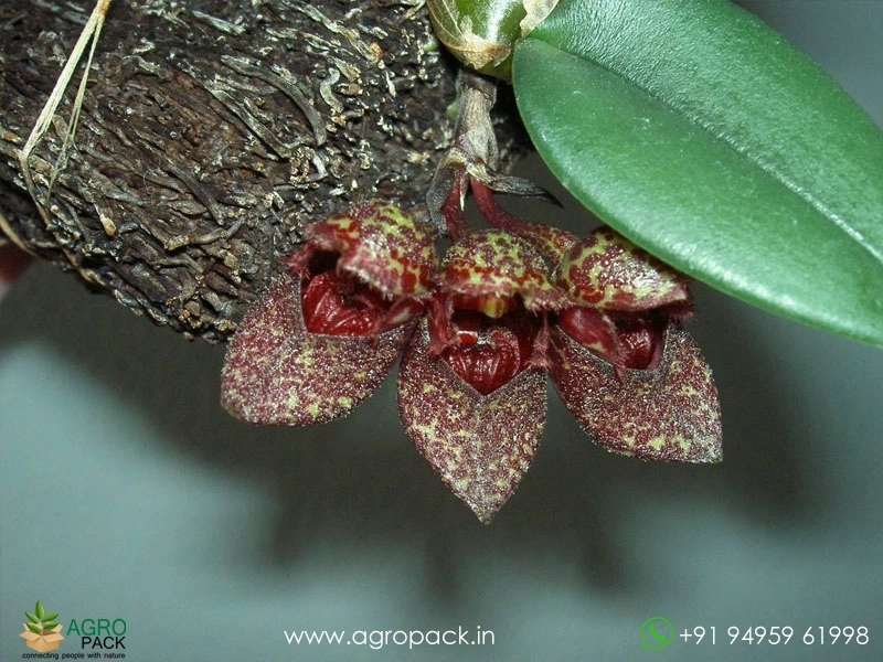 Bulbophyllum-bootanoides-Frostii-Orchid2