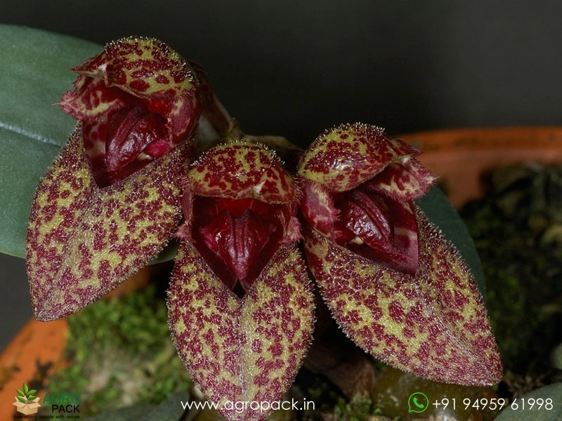 Bulbophyllum-bootanoides-Frostii-Orchid3