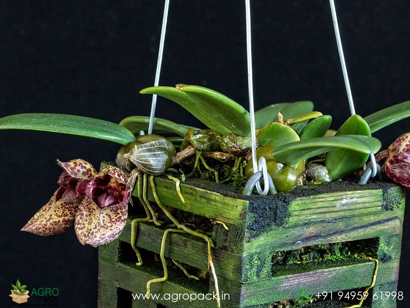 Bulbophyllum-bootanoides-Frostii-Orchid4