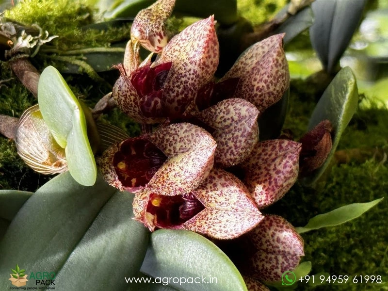 Bulbophyllum-bootanoides-Frostii-Orchid5