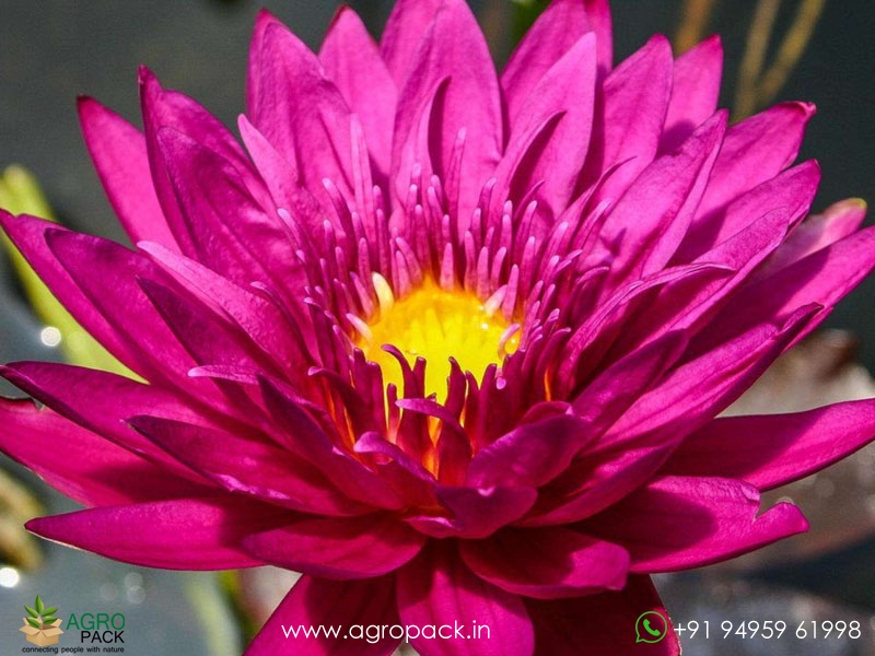 Bullseye-Water-Lily1