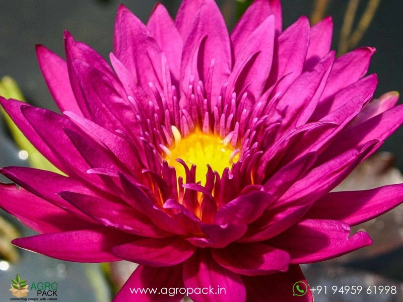 Bullseye-Water-Lily1