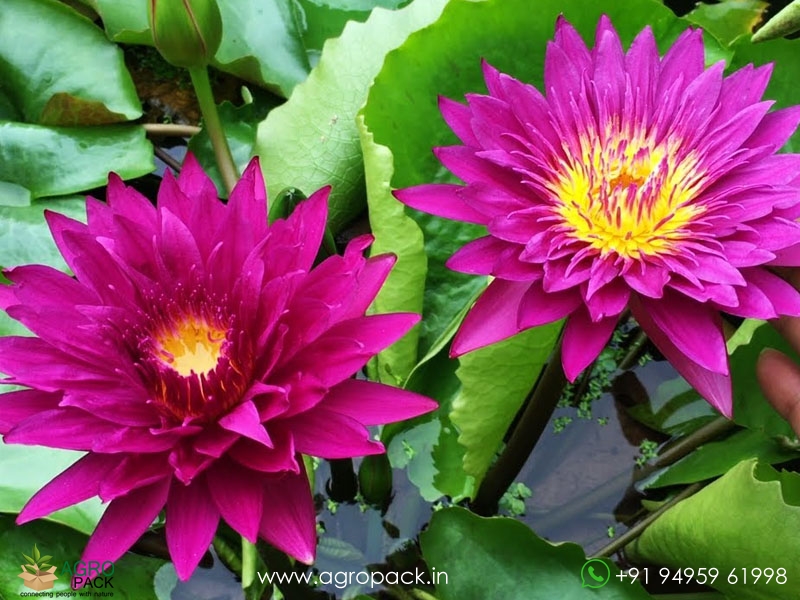 Bullseye-Water-Lily2