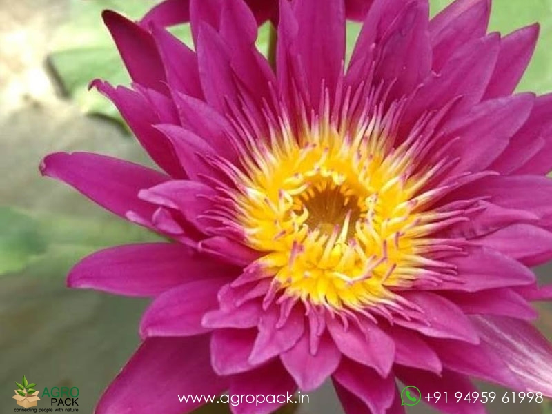 Bullseye-Water-Lily3