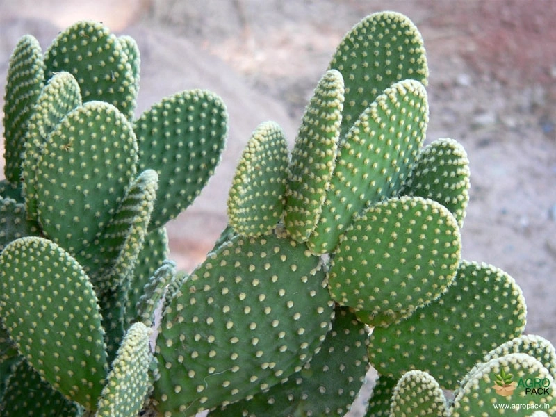 Bunny-Ears-Cactus3