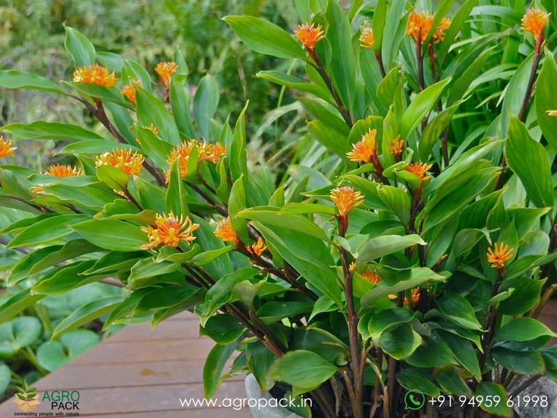 Burbidgea-Golden-Brush1