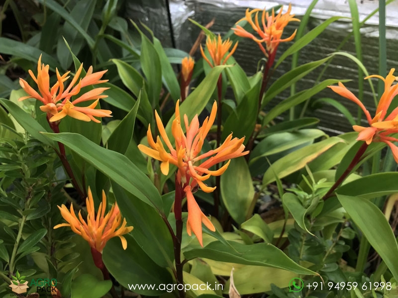 Burbidgea-Golden-Brush3