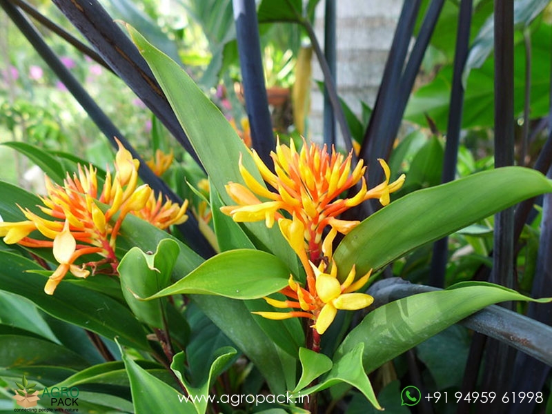 Burbidgea-Golden-Brush4
