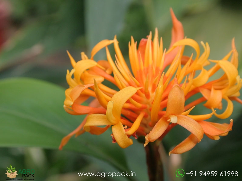 Burbidgea-Golden-Brush6