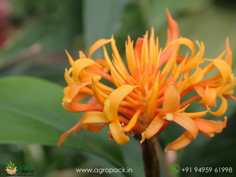 Burbidgea-Golden-Brush6