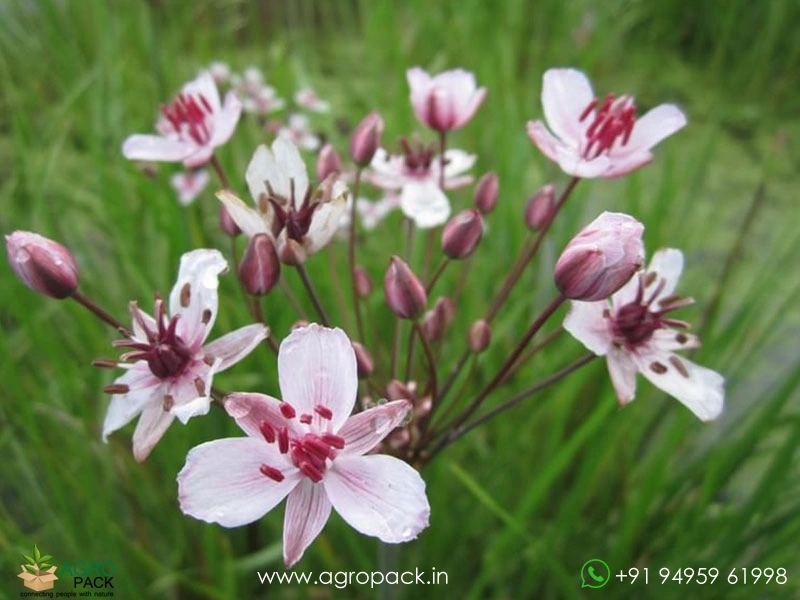 Butomus-umbellatus3