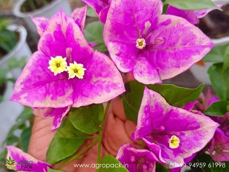 Butter-Cup-Bougainvillea1