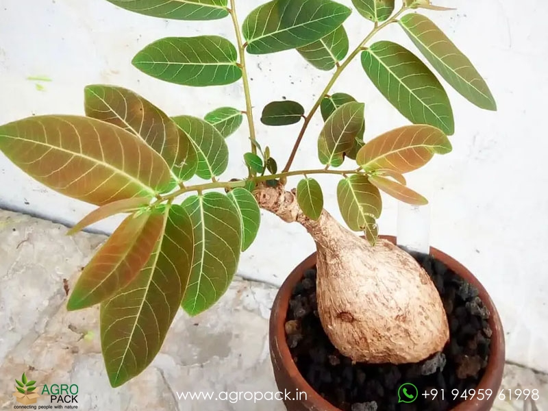 Butterfly-caudex-Phyllanthus-mirabilis1