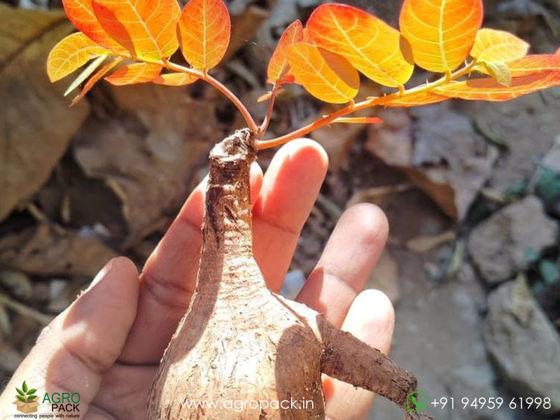 Butterfly-caudex-Phyllanthus-mirabilis3