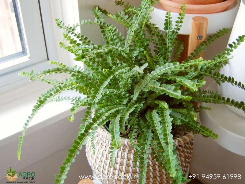Button-Fern1