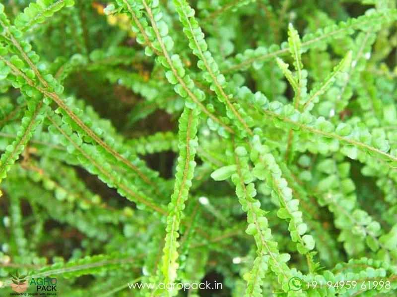 Button-Fern2
