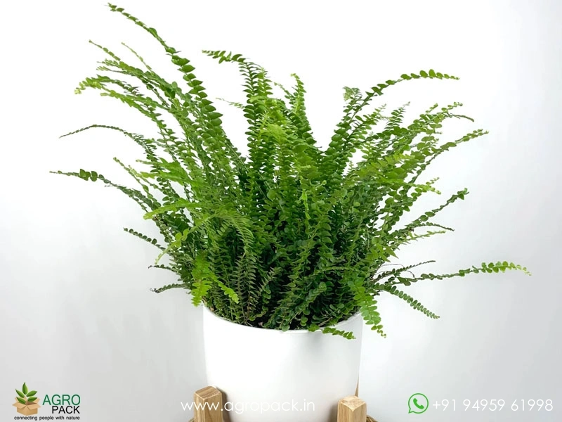 Button-Fern4