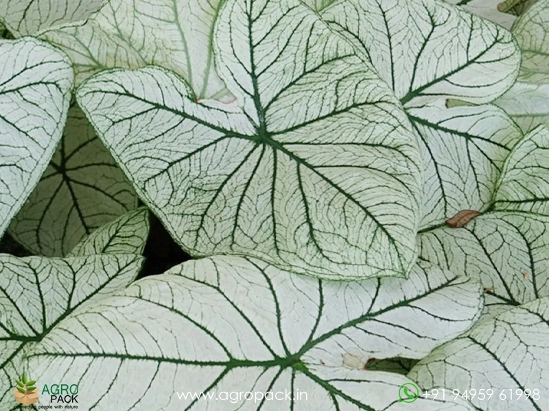 Caladium-Allure1