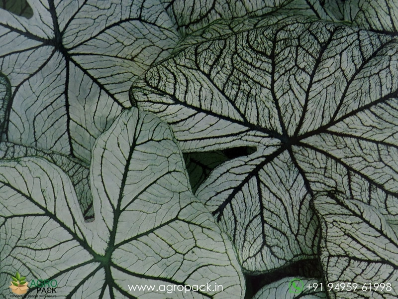Caladium-Allure2