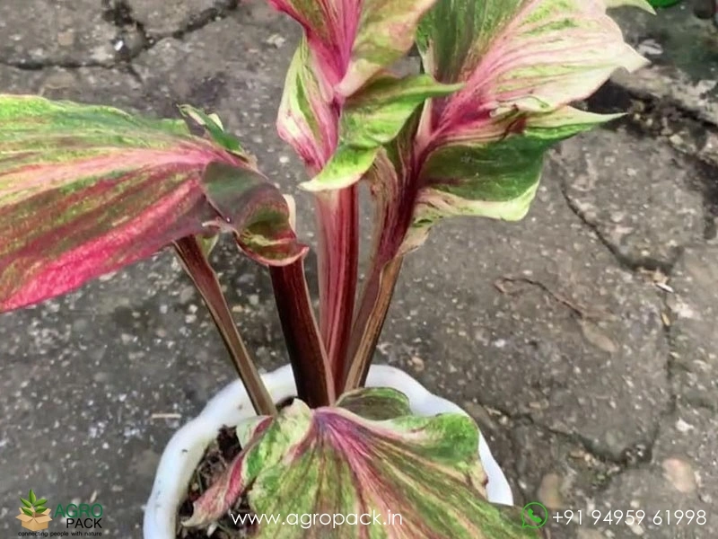 Caladium-Cendrawasih3