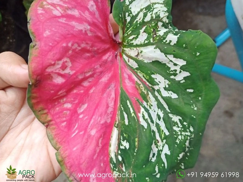 Caladium-Doble-Cara1