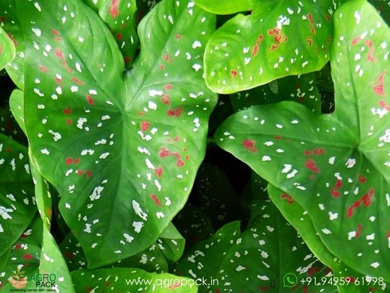 Caladium-Florida-Clown2