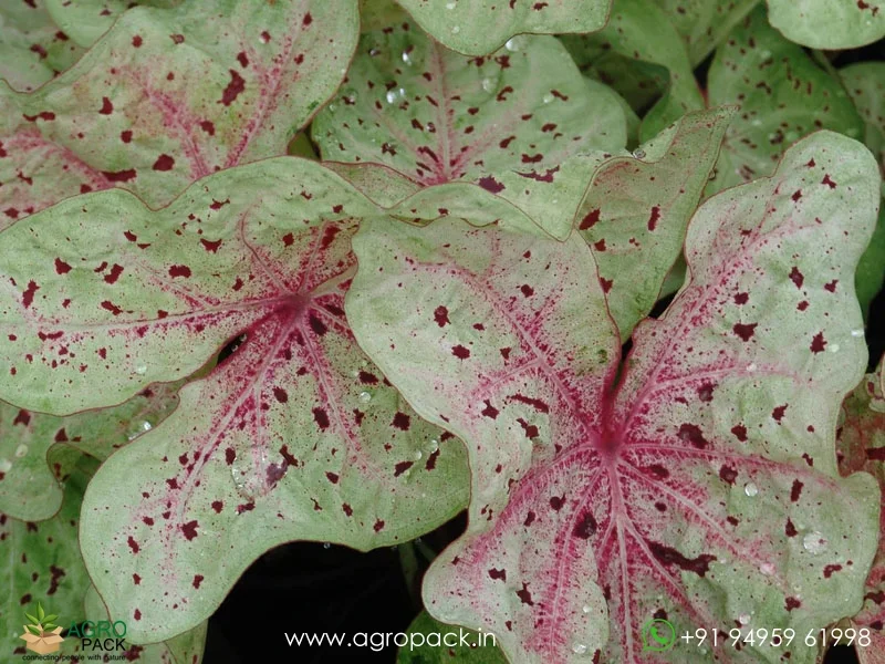Caladium-Miss-Muffet1