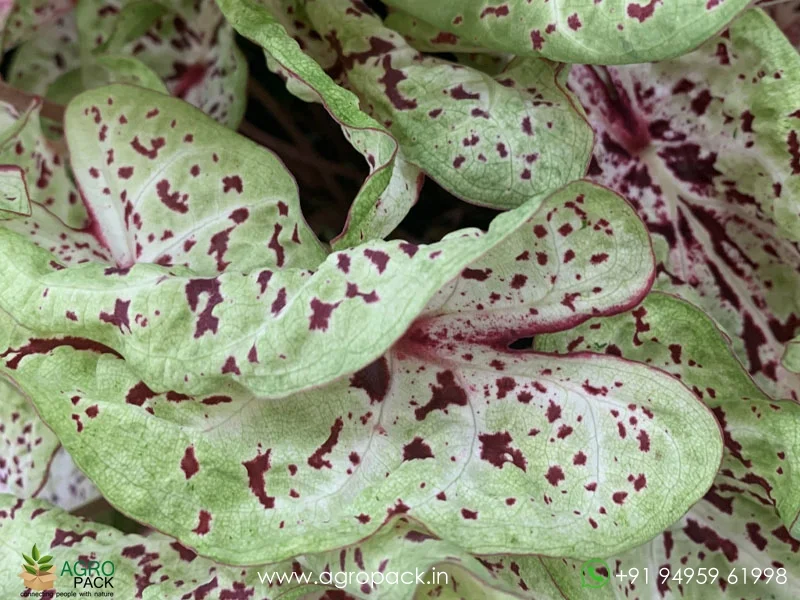 Caladium-Miss-Muffet2