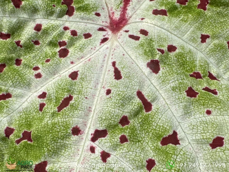 Caladium-Miss-Muffet3