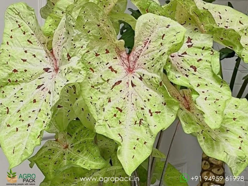 Caladium-Miss-Muffet4