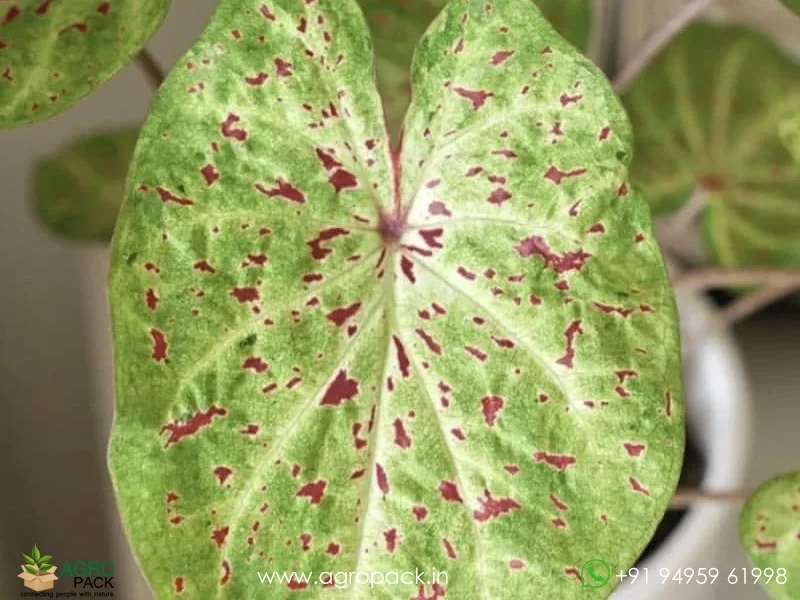Caladium-Miss-Muffet5
