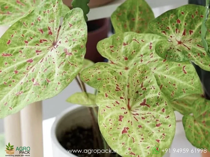 Caladium-Miss-Muffet6