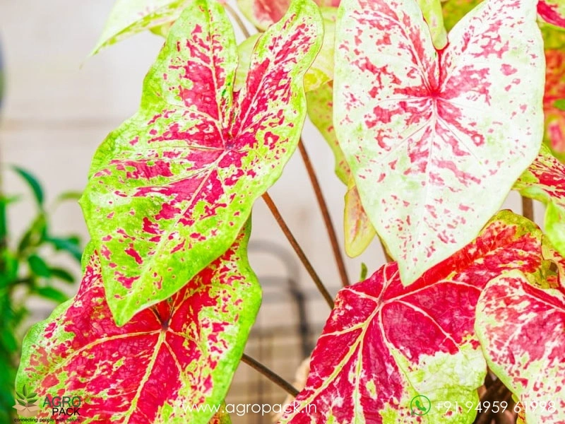 Caladium-Raspberry-Moon1