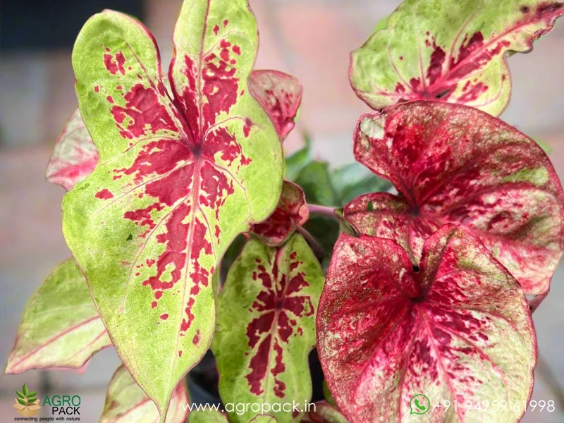 Caladium-Raspberry-Moon2