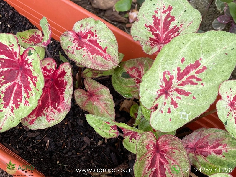 Caladium-Raspberry-Moon5